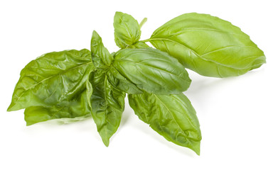 sweet basil herb leaves isolated on white background. Genovese basil leaf.