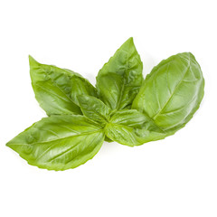 sweet basil herb leaves isolated on white background. Genovese basil leaf.