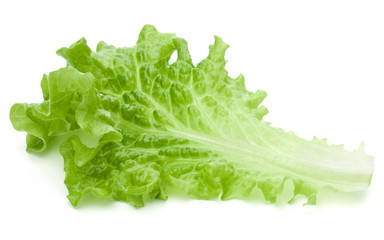 fresh green lettuce salad leaves isolated on white background