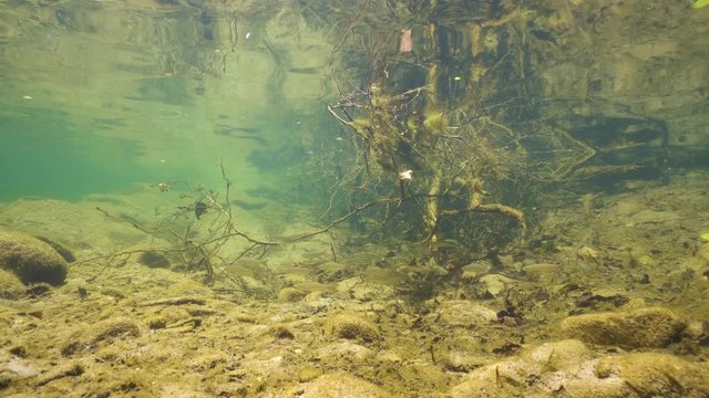 River underwater with a school of freshwater fish, Spain, La Muga, Catalonia