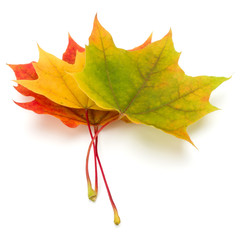 colorful autumn maple leaf isolated on white background