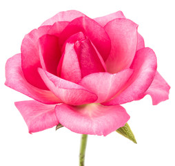 one pink rose flower isolated on white background cutout