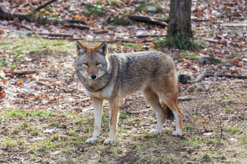 A lone coyote in the woods