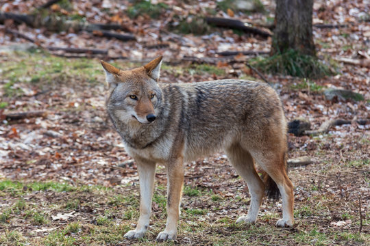 A lone coyote in the woods