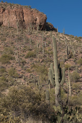 Saguaro cactus on the mountain side in Arizona.