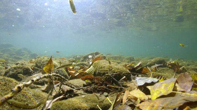 River underwater with minnow fish and rocks with fallen leaves on the riverbed, Le Tech, France, Pyrenees-Orientales, Occitanie