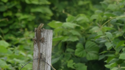 Lézard sur un poteau 
