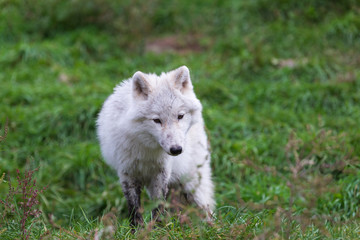 Obraz premium An Arctic Wolf