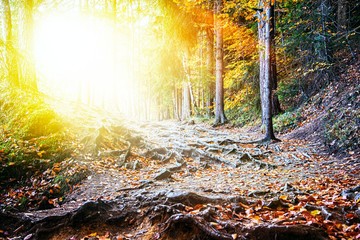 Autumn, fall park. Wooden path towards the sun