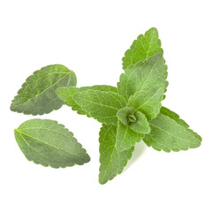 Stevia leaves pieces isolated om white background cut out.