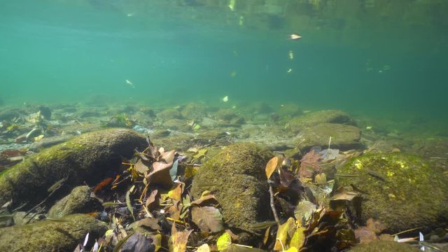 Rocky riverbed with Eurasian minnow fish and fallen leaves underwater, Le Tech river, France, Pyrenees-Orientales, Occitanie