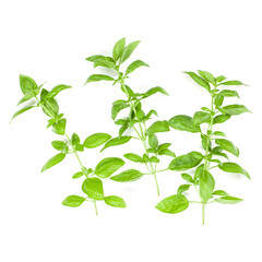 Sweet Genovese basil branch isolated on white background. Flat, Top view.