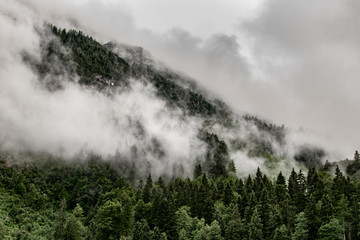 beautiful nature: fog in the forest on the mountain