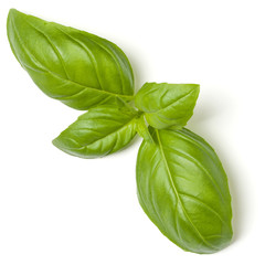 Sweet Basil herb leaves isolated on white background closeup. Flat lay, top view.