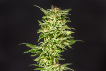 Cannabis Plant Flower HDR
