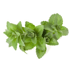 Stevia leaves pieces isolated om white background cut out.