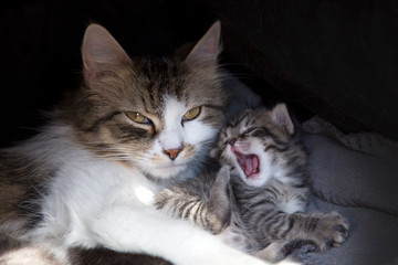 Kocia mama © nitka_zaplatana