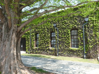 草の生い茂る建物