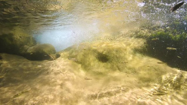 Rocky riverbed with water flowing and a shoal of minnow fish underwater, Spain, La Muga river, Catalonia, 59.94fps