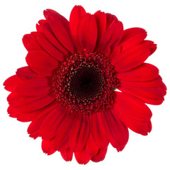 red gerbera flower head isolated on white background closeup. Gerbera in air, without shadow. Top view, flat lay.