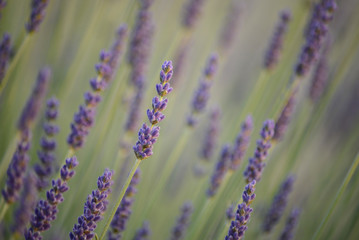 Flowers and grass in a field