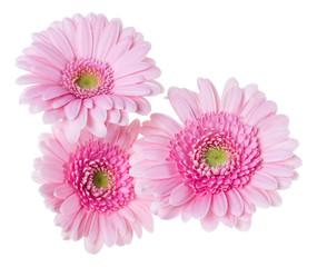 Three   pink gerbera flower heads isolated on white background closeup. Gerbera in air, without shadow. Top view, flat lay.