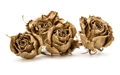 gold roses isolated on white background cutout. Golden dried flower heads, romance concept.