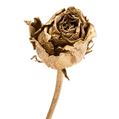 One gold rose isolated on white background cutout. Golden dried flower head, romance concept.