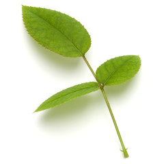 Green rose leaf isolated on white background cutout