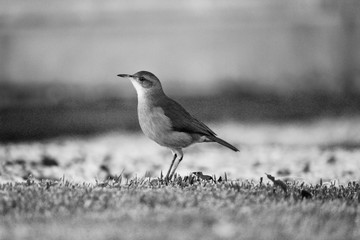 Bird