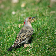 Northern Flicker, Colaptes auratus, hunting for food on green grass. Beautiful male bird.