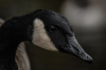 Goose Close up