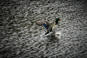 Mallard Drake Flying over water