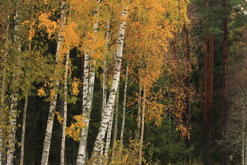 Golden birch trees seen in Dalsland, Sweden.