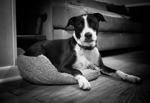 Black and white photo of a black and white puppy dog laying on her pillow