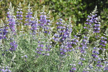 Purple lupines, wildflowers, Lopez Lake, San Luis Obispo County, California.