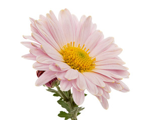 Pink chrysanthemum flower, isolated on white background