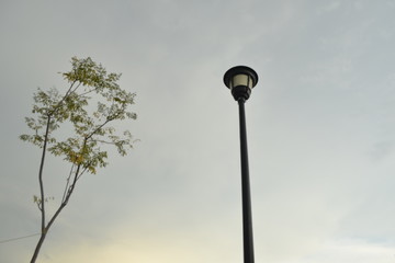 Árbol, cielo y luz