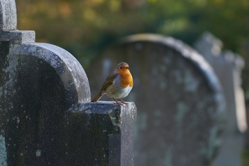European Robin, Singing