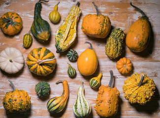 many pumpkin and squash selection