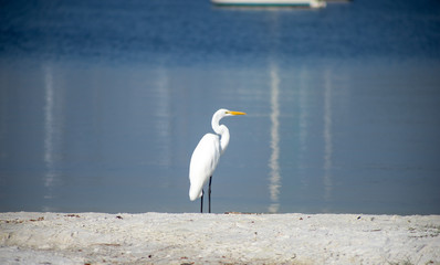 A great egret, also known as a great white heron, walking along a shore with calm water in the background.