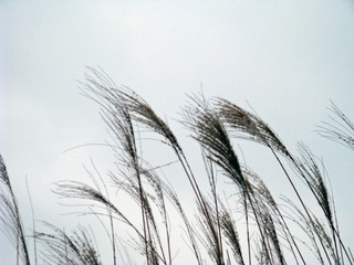 Tufted seed heads of ornamental grass silhouetted against overcast sky