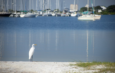 A great egret, also known as a great white heron, standing along a calm shore with sailboats in the background.