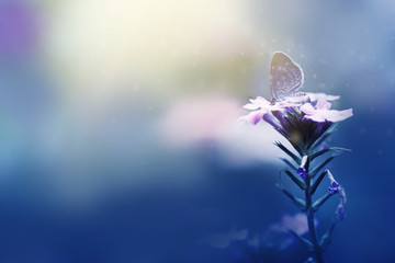 Fototapeta na wymiar Close up butterfly on flowers and soft blurred blue abstract nature background.