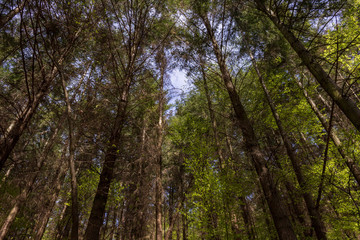 Fototapeta na wymiar Tree tops in forest of Spessart in summer in Weilbach, Germany. Hiking in the woods