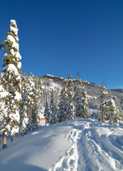 Trees in a snow on a sunny winter day. Winter forest in Manning Park, BC.