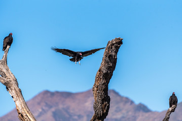 Incoming Turkey Vulture has huge wings spread wide while approaching the dried tree trunk top for a landing along with other birds.