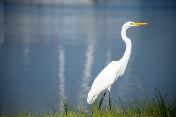Obraz premium A great egret, also known as a great white heron, walking along a shore with calm water in the background.