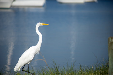 A great egret, also known as a great white heron, walking along a shore with calm water in the background.