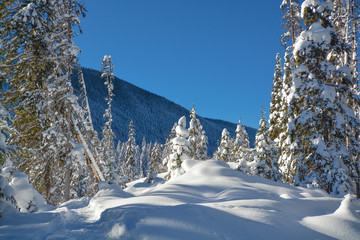 Trees in a snow on a sunny winter day. Winter forest in Manning Park, BC.